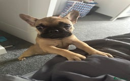 French Bulldog dogs for sale: Frenchie female 4 & half months old - Image 3