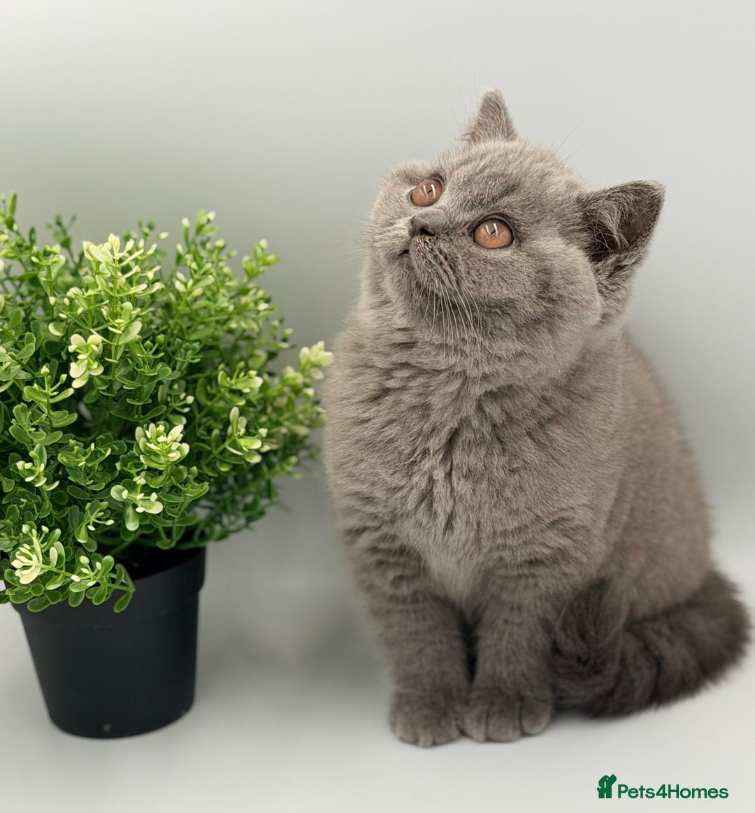 British Shorthair cats for sale: PEDIGREE REGISTERED CHUNKY BRITISH SHORTHAIRS  - Advert 5