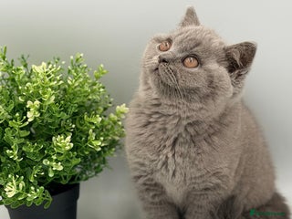 British Shorthair cats PEDIGREE REGISTERED CHUNKY BRITISH SHORTHAIRS - Advert 1