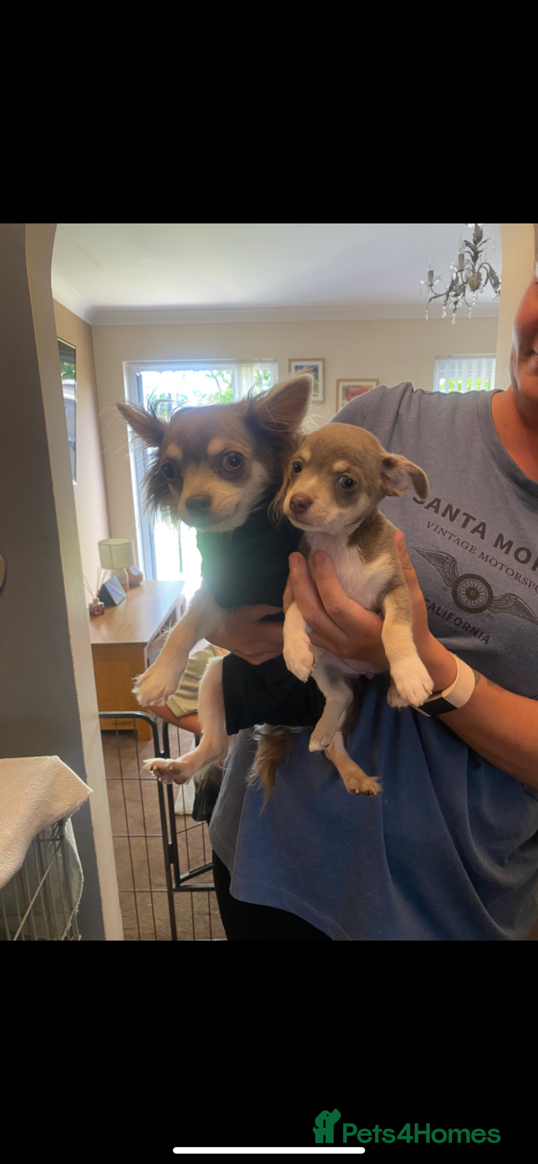 Chihuahua dogs for sale: Female Chihuahua  - Image 2