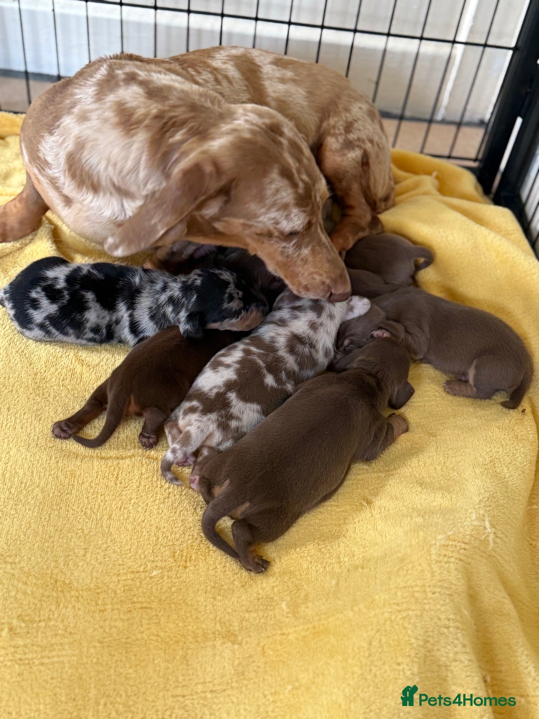 Miniature Dachshund dogs for sale: BEAUTIFUL MINIATURE DACHSHUNDS K.C REG!! - Image 3