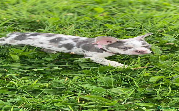 French Bulldog dogs - Advert 1