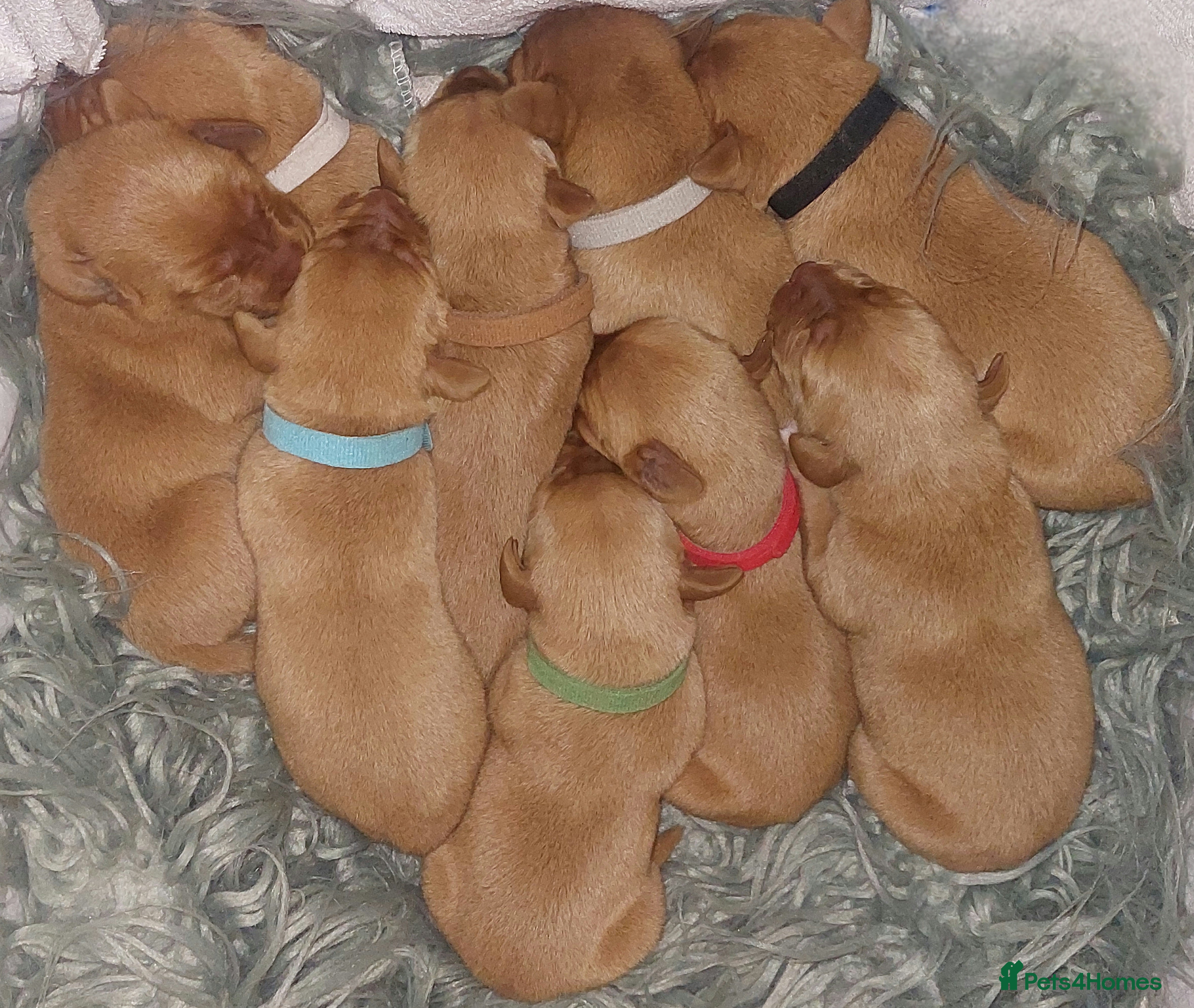 Labrador Retriever dogs KCReg FoxRed LabradorRetriver Puppies WorkingLines - Advert 13