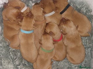 Labrador Retriever dogs for sale: KCReg FoxRed LabradorRetriver Puppies WorkingLines - Advert 1