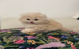 Scottish Fold cats for sale: Scottish Fold Long Hair Kittens/ 2 female 2 boy - Image 19