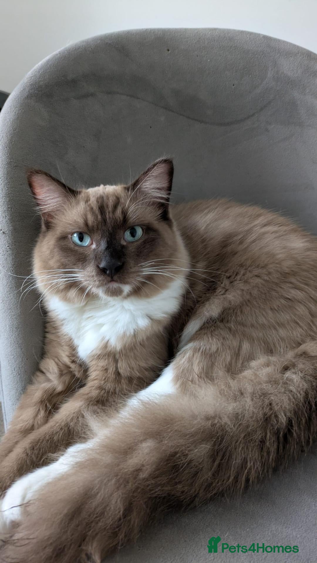 Ragdoll cats Mocha – Chocolate Mink Mitted Ragdoll Boy | TICA  - Advert 1