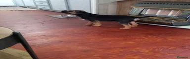 Border Terrier 1