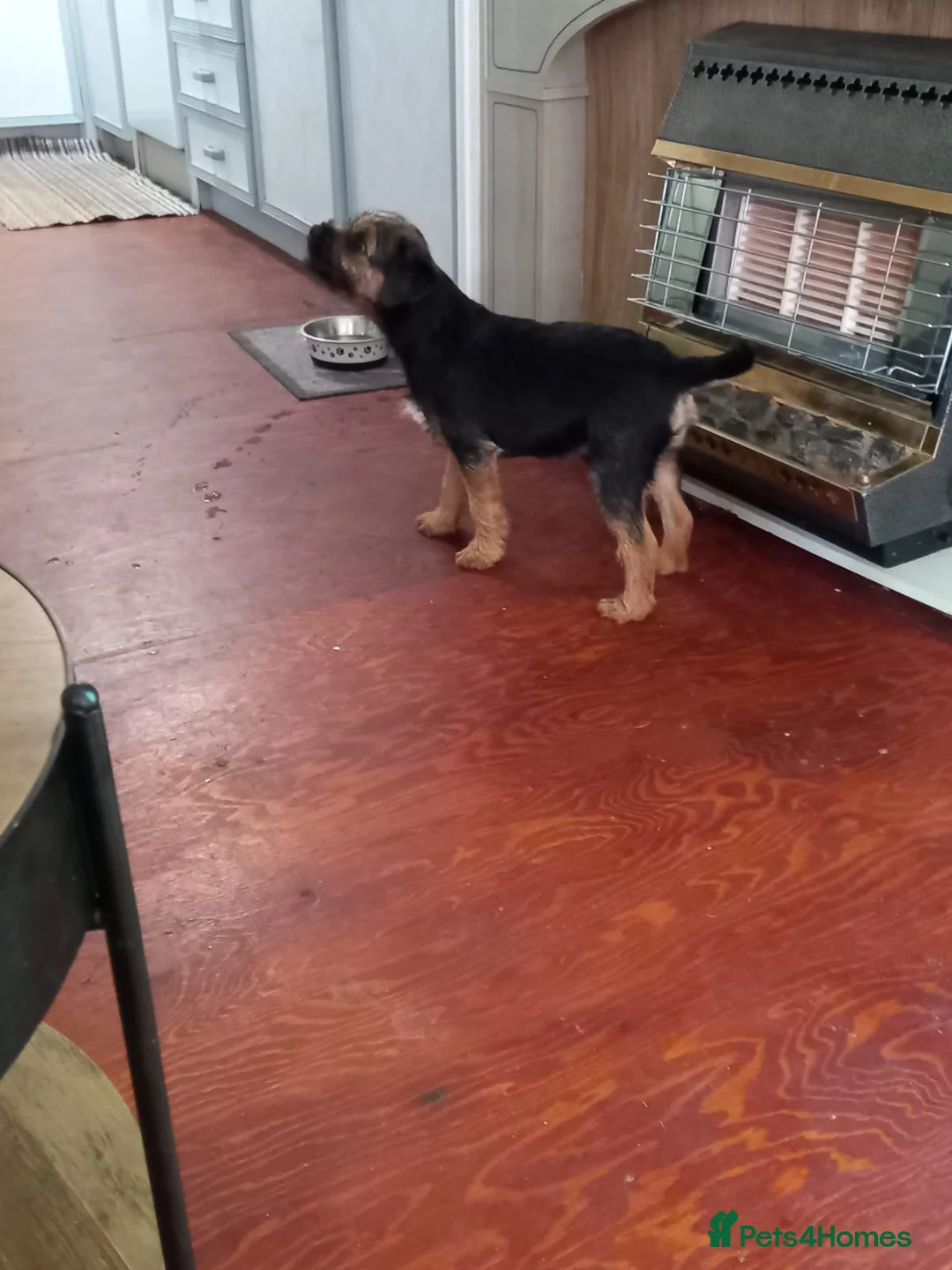 Border Terrier dogs for sale: Blue and tan border terrier bitch pup - Advert 2