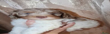 Light chocolate merle parti boy