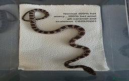 Corn Snake reptiles for sale: Cornsnake Hatchlings - Image 26