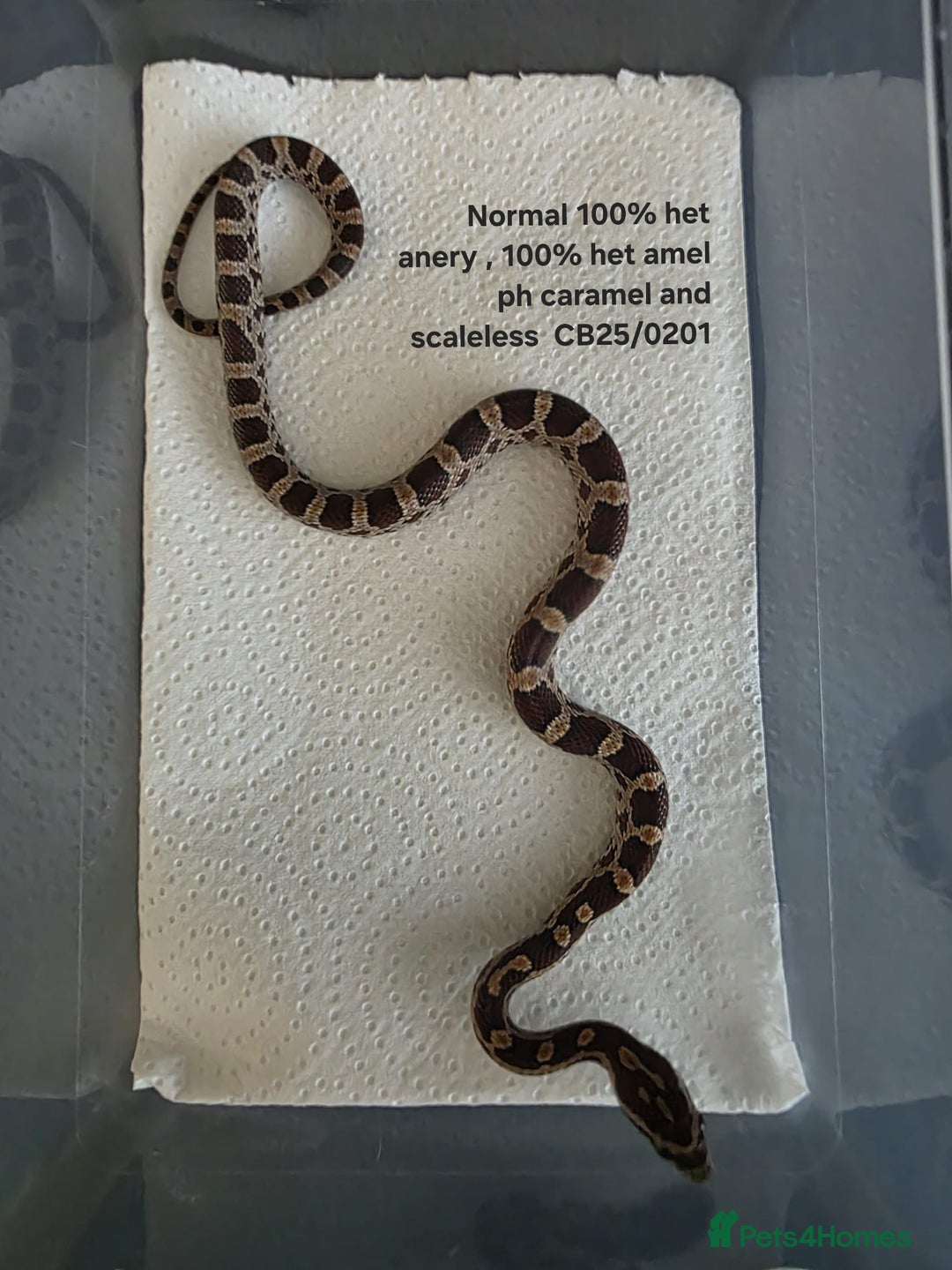 Corn Snake reptiles for sale: Cornsnake Hatchlings - Image 26