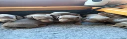 Miniature Dachshund dogs for sale: Beautiful Dachshunds  - Advert 14
