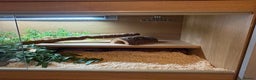 Corn Snake reptiles for sale: Roughly 2 Year Old ‘Female’ Corn Snake & Set Up - Advert 2