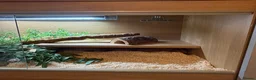 Corn Snake reptiles for sale: Roughly 2 Year Old ‘Female’ Corn Snake & Set Up - Advert 2