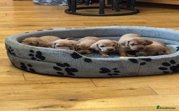 Basset Fauve De Bretagne dogs for sale: Basset Fauve De Bretagne Pups - Image 3