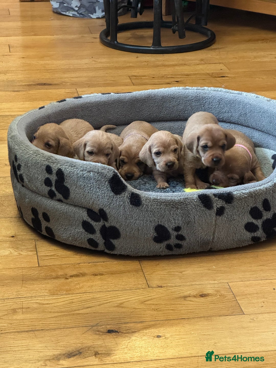 Basset Fauve De Bretagne dogs for sale: Basset Fauve De Bretagne Pups - Image 3
