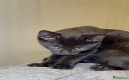 Mixed Breed cats for sale: Stunning Female Black Kitten  - Advert 9