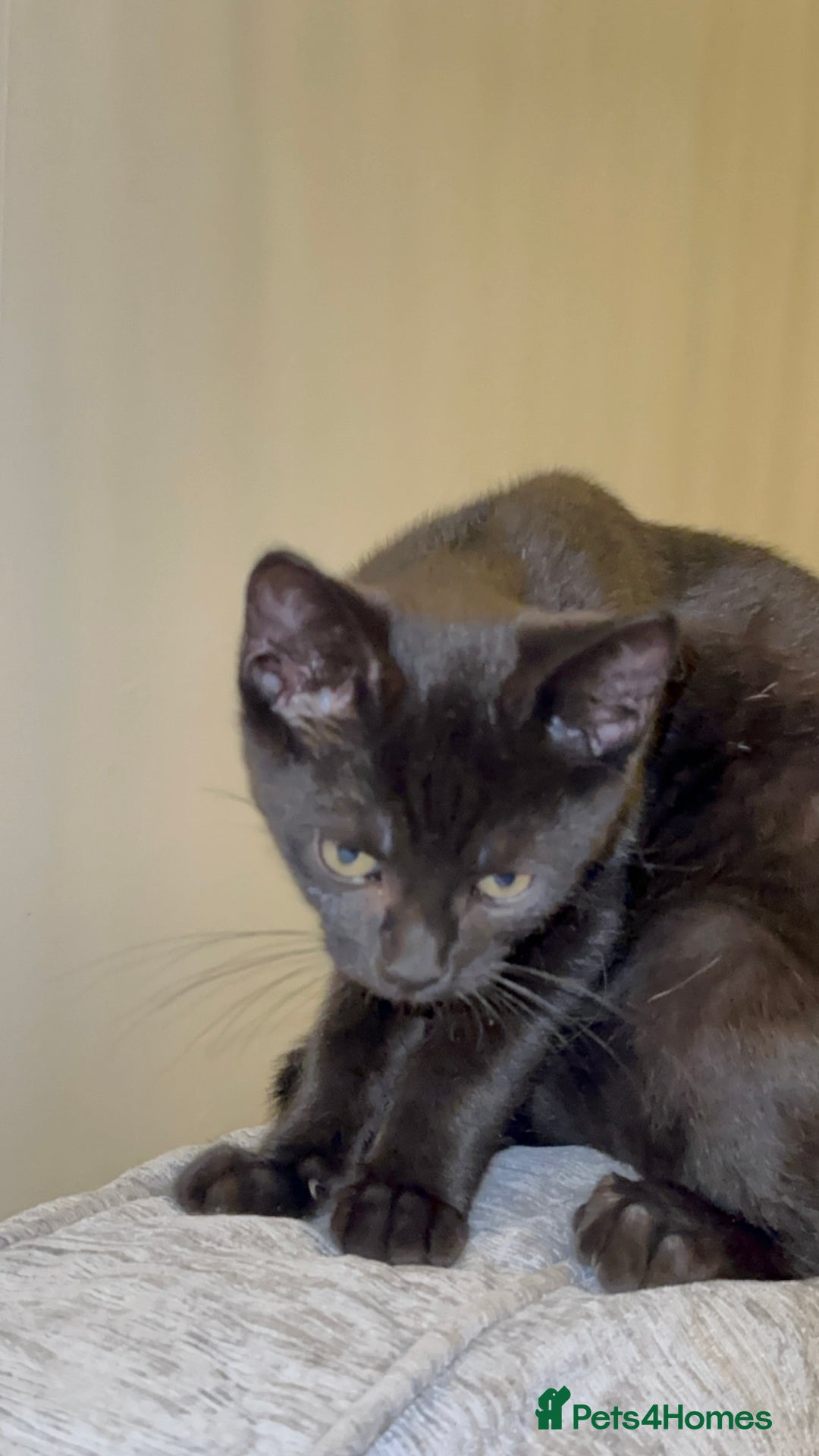 Mixed Breed cats for sale: Stunning Female Black Kitten  - Advert 9