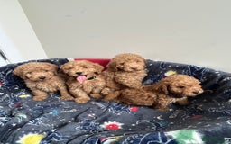 Cockapoo dogs for sale: 9 weeks old Cockapoo puppies  - Image 14
