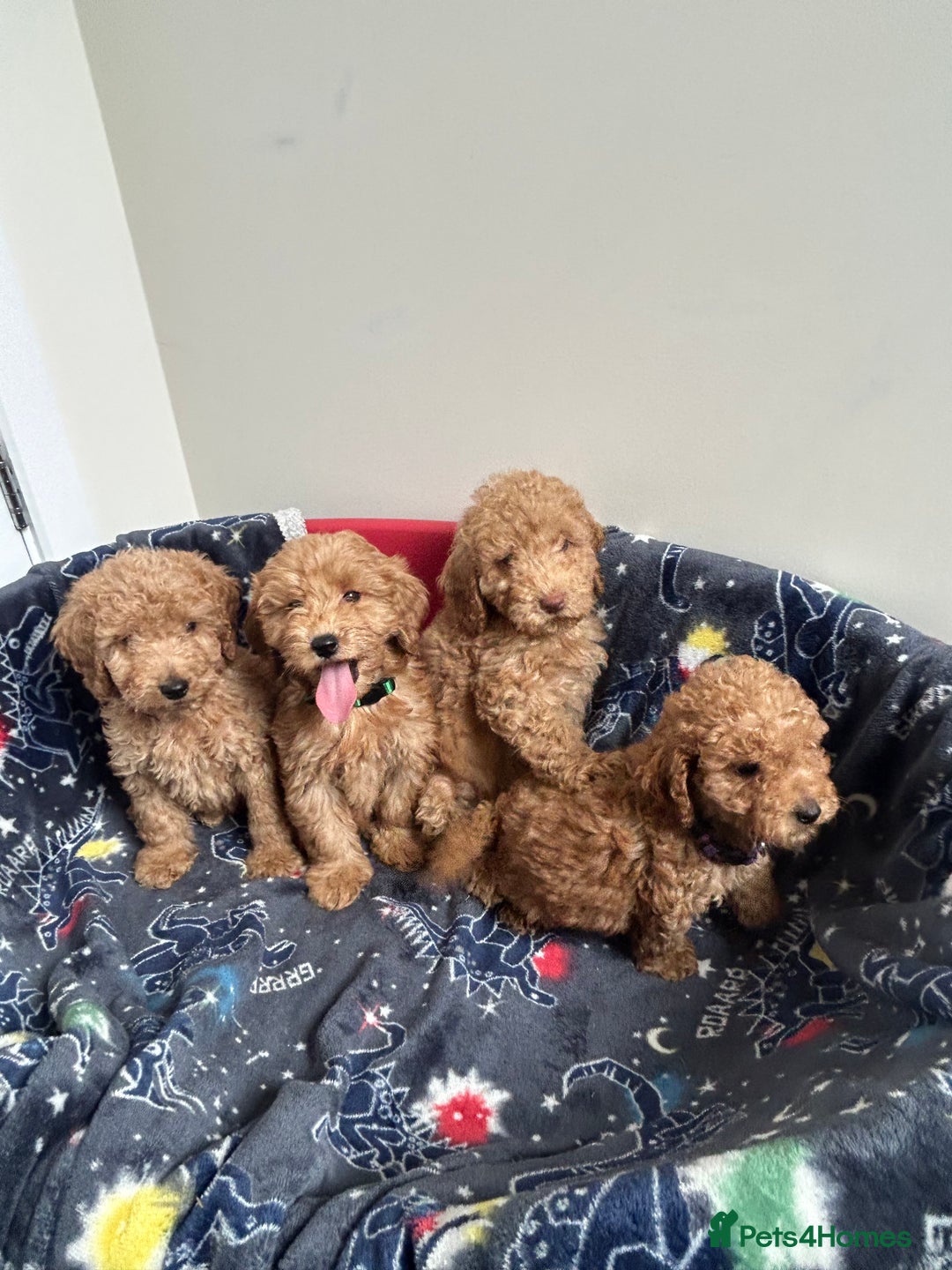 Cockapoo dogs for sale: 9 weeks old Cockapoo puppies  - Image 14