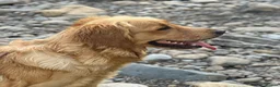 Golden Retriever dogs for sale: KC Golden Retriever Puppies - Advert 19