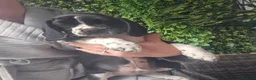 Bocker dogs for sale: Bocker puppies luking new home  in Boston - Advert 8