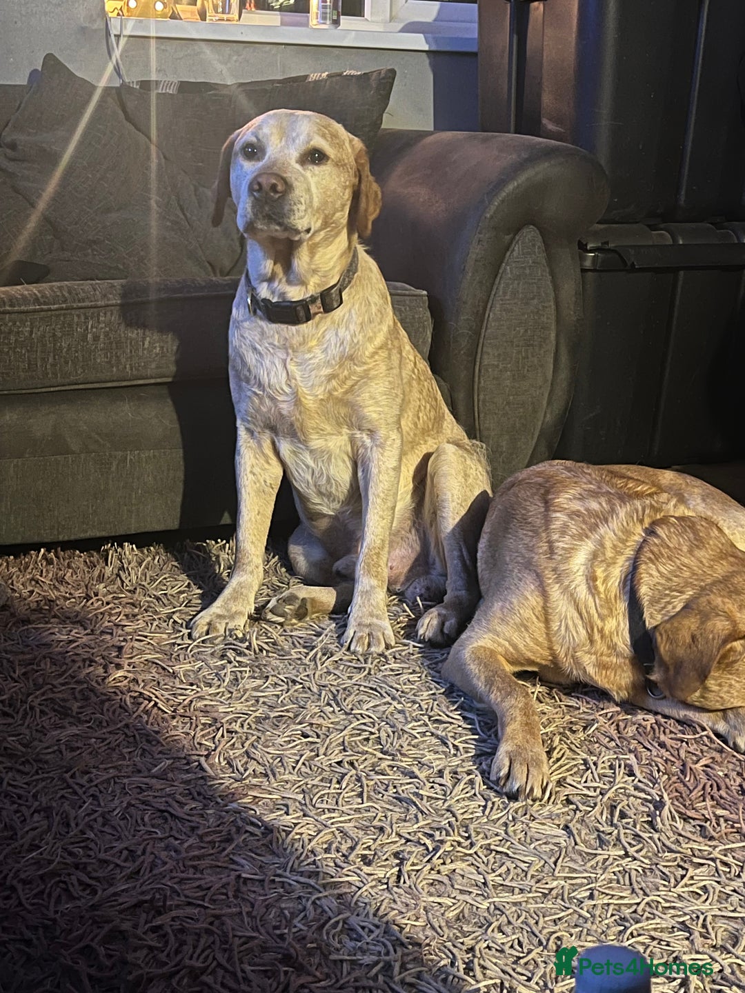 Labrador Retriever dogs for sale: Labrador girl’s ready now  - Advert 16