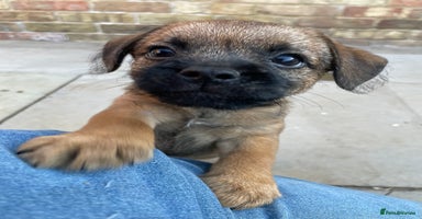 Border Terrier dogs - Advert 11