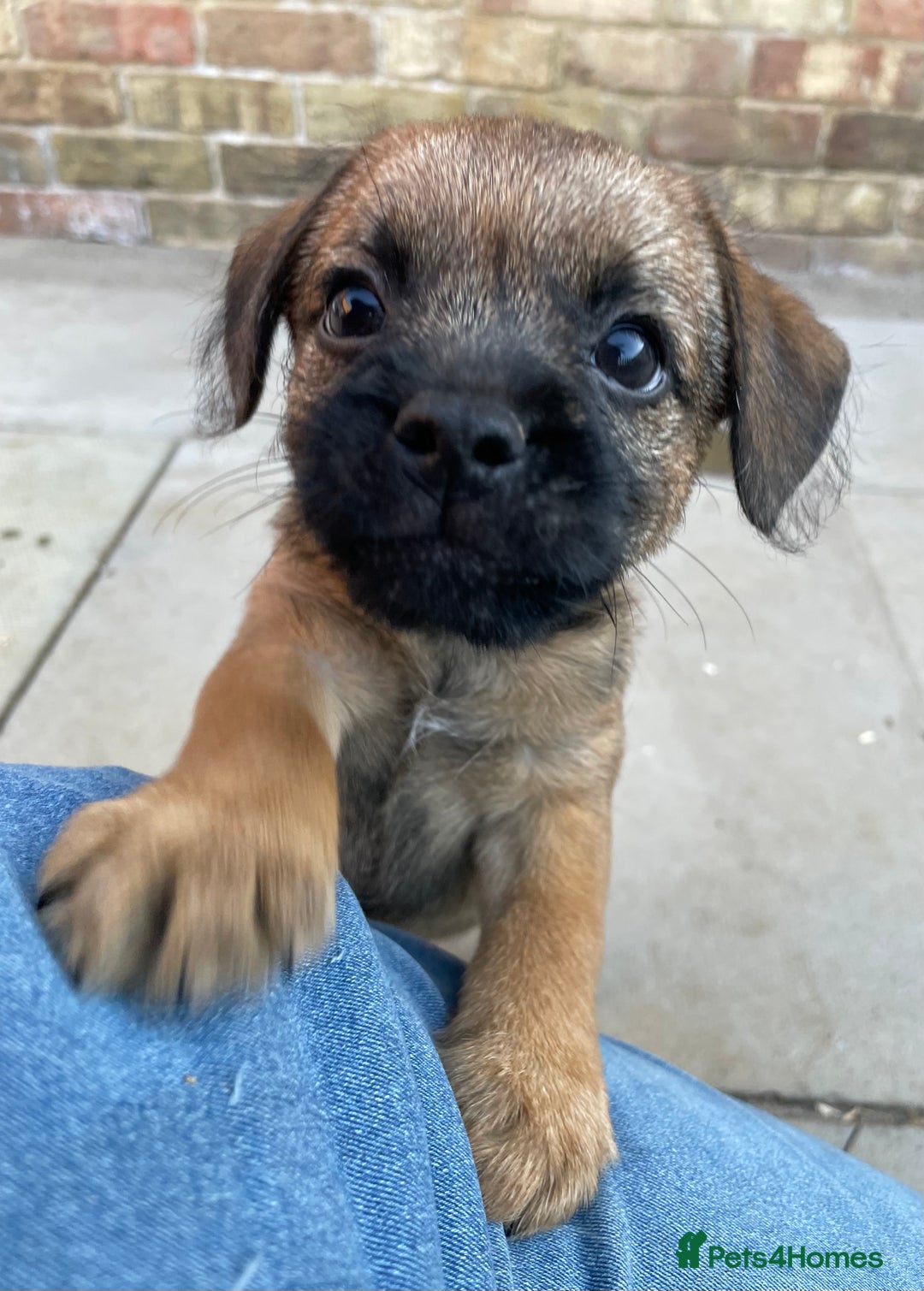 Border Terrier dogs for sale: Border terrier puppy’s  - Image 3