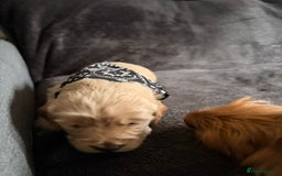 Cockapoo dogs for sale: 3 beautiful boys  - Image 6