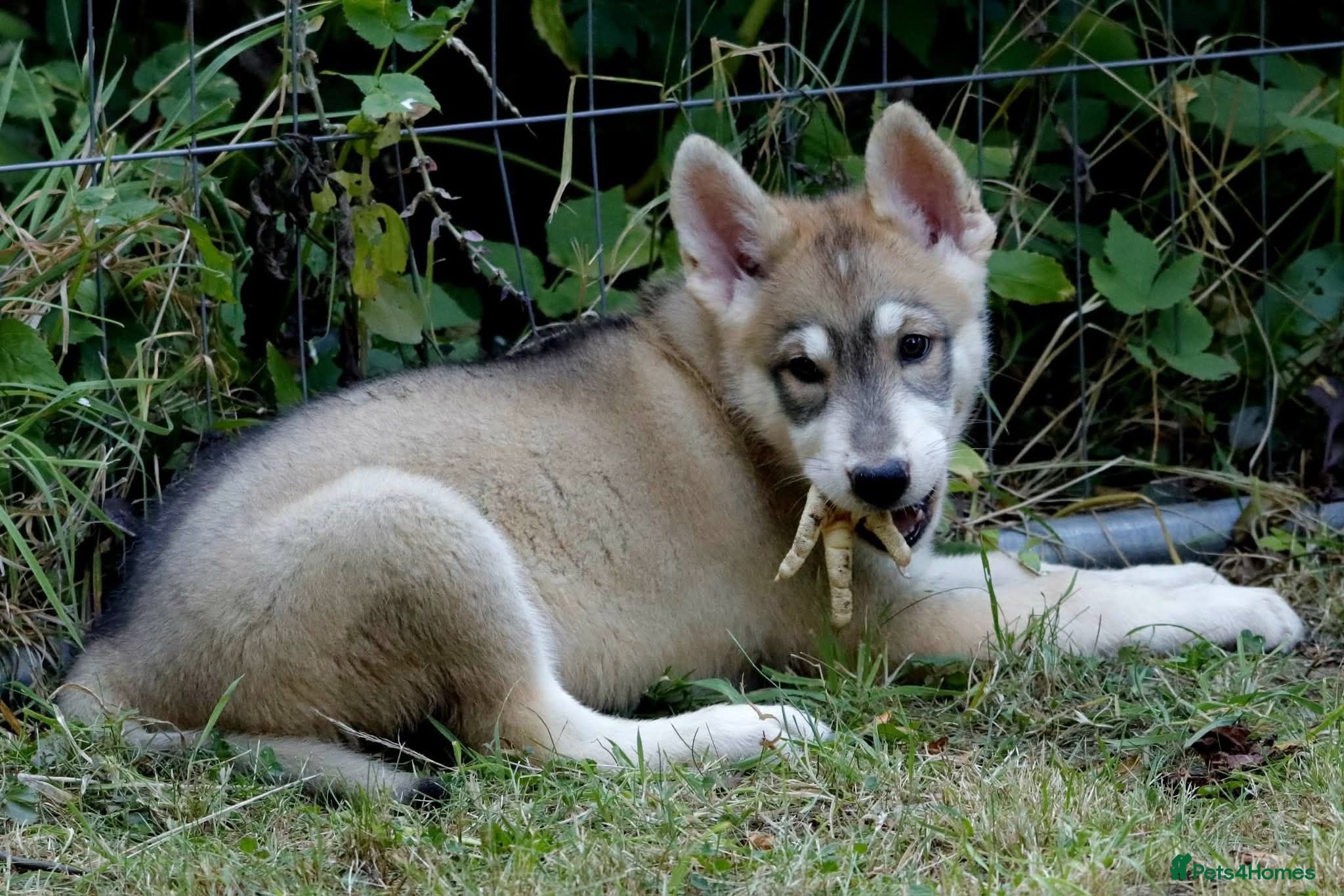 Saarloos Wolfdog dogs Ready to leave - Advert 1