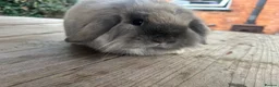 Mini Lop rabbits for sale: Mini lop - Advert 4