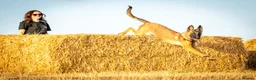 Mixed Breed dogs for sale: 8 month bitch Belgian Malinois x German shepherd  - Advert 5
