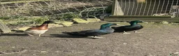 Ducks poultry for sale: 2 Cayuga & 1 Indian runner in Keighley - Advert 1