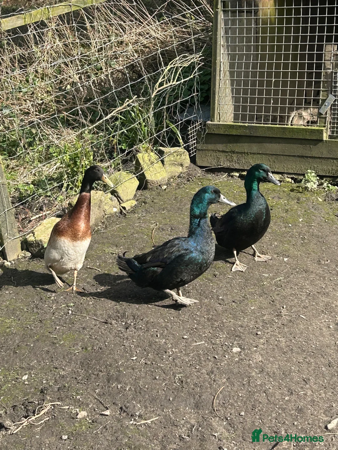 Ducks poultry for sale: 2 Cayuga & 1 Indian runner in Keighley - Advert 1