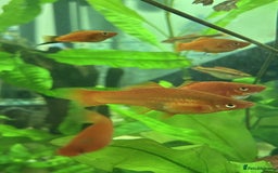 Angelfish fish for sale: Angelfish for Sale in Dagenham - Image 9