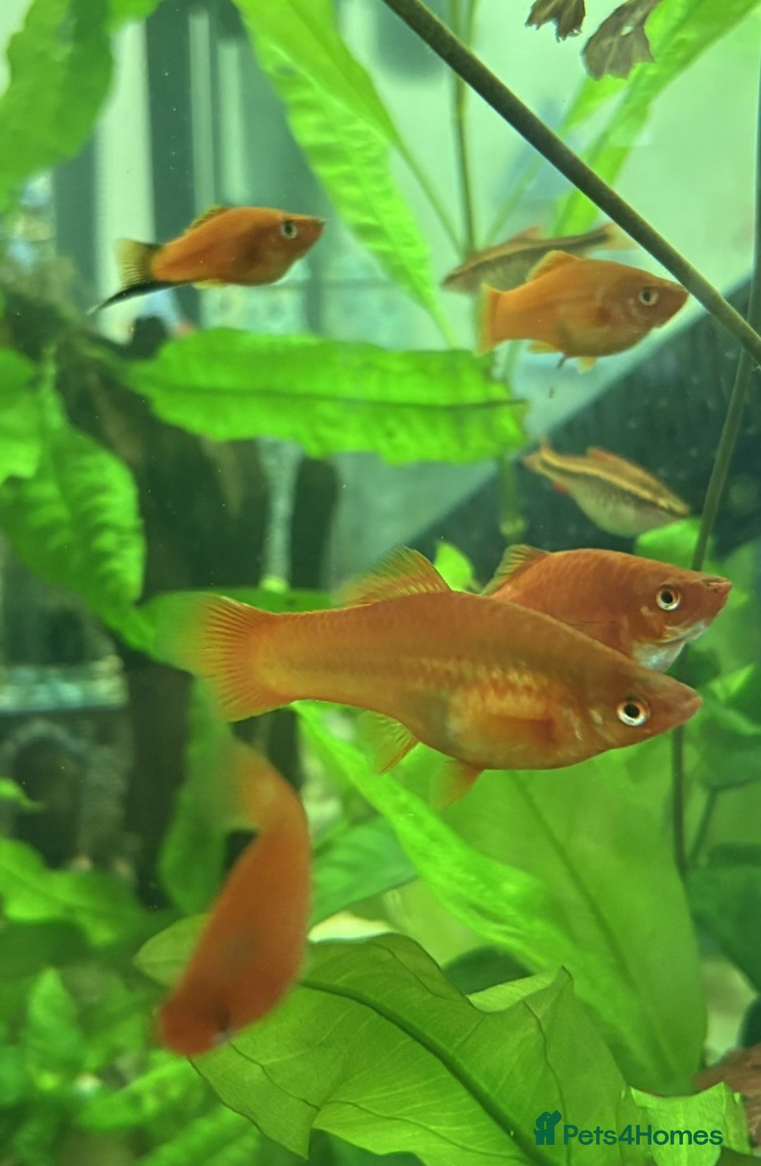 Angelfish fish for sale: Angelfish for Sale in Dagenham - Image 9
