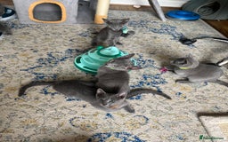 Russian Blue cats for sale: Russian blue kittens GCCF registered  - Image 1
