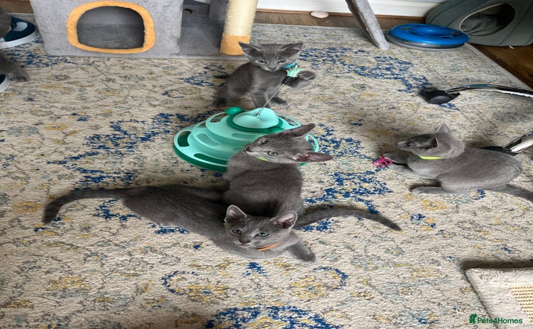 Russian Blue cats - Advert 3