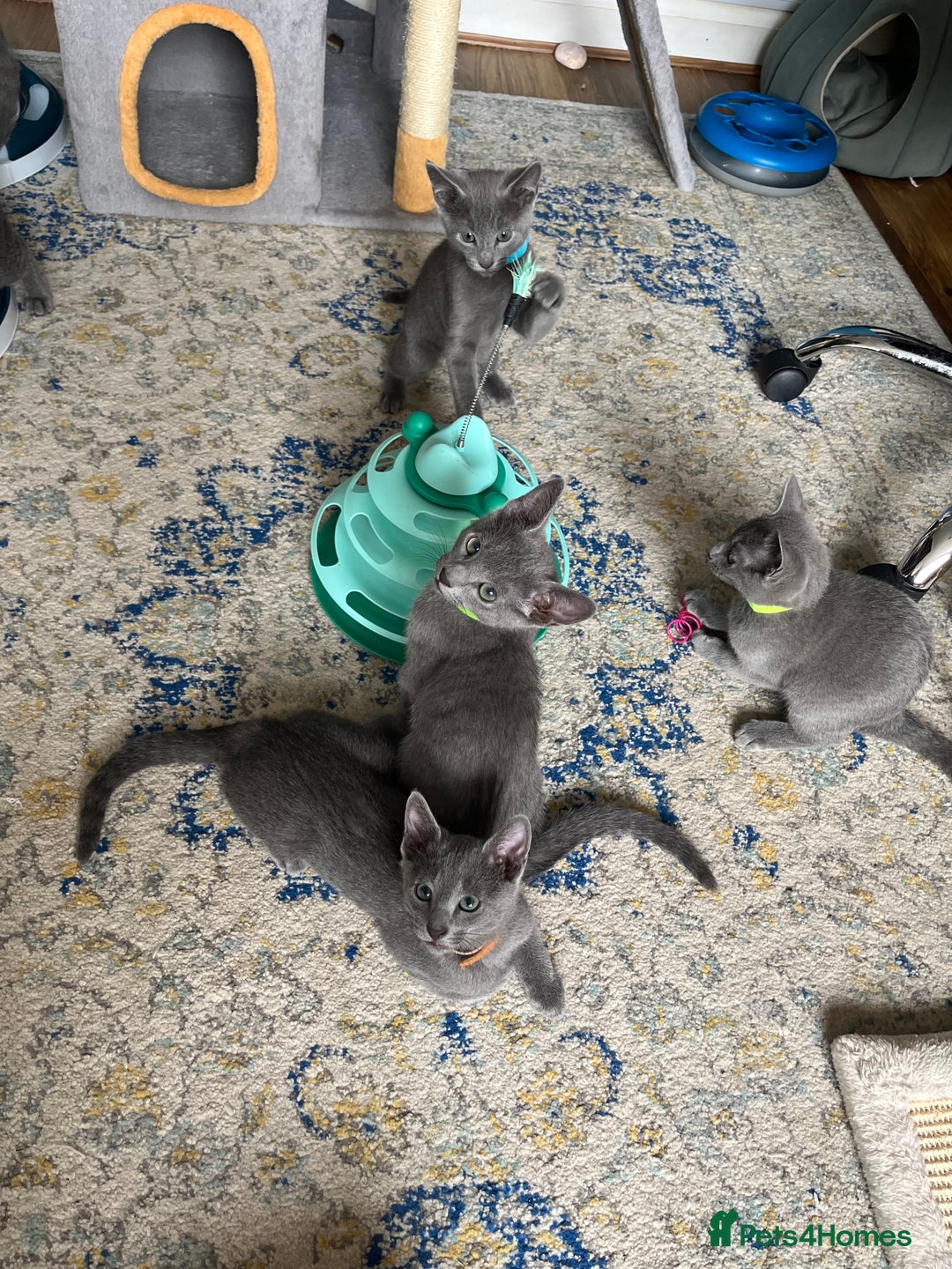 Russian Blue cats for sale: Russian blue kittens GCCF registered  - Image 1