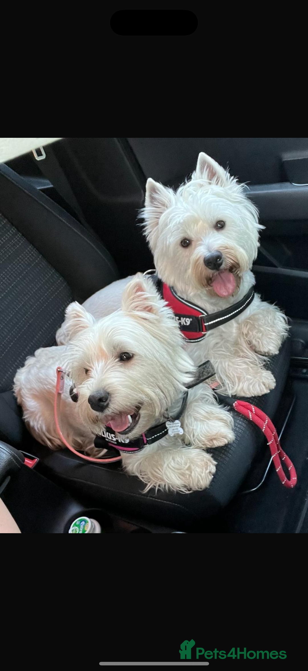 West Highland Terrier dogs for sale: Quality Westie Pups  - Image 10