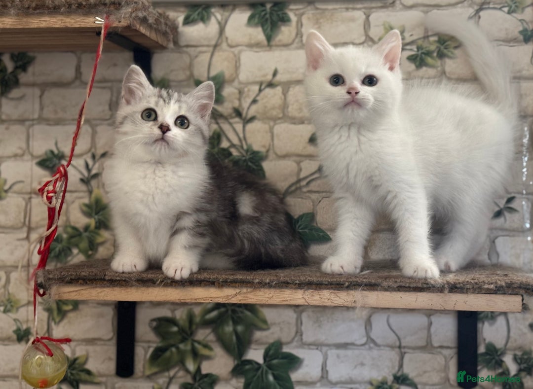 Munchkin cats for sale: Full Pedigree Munchkin Kittens  - Advert 17