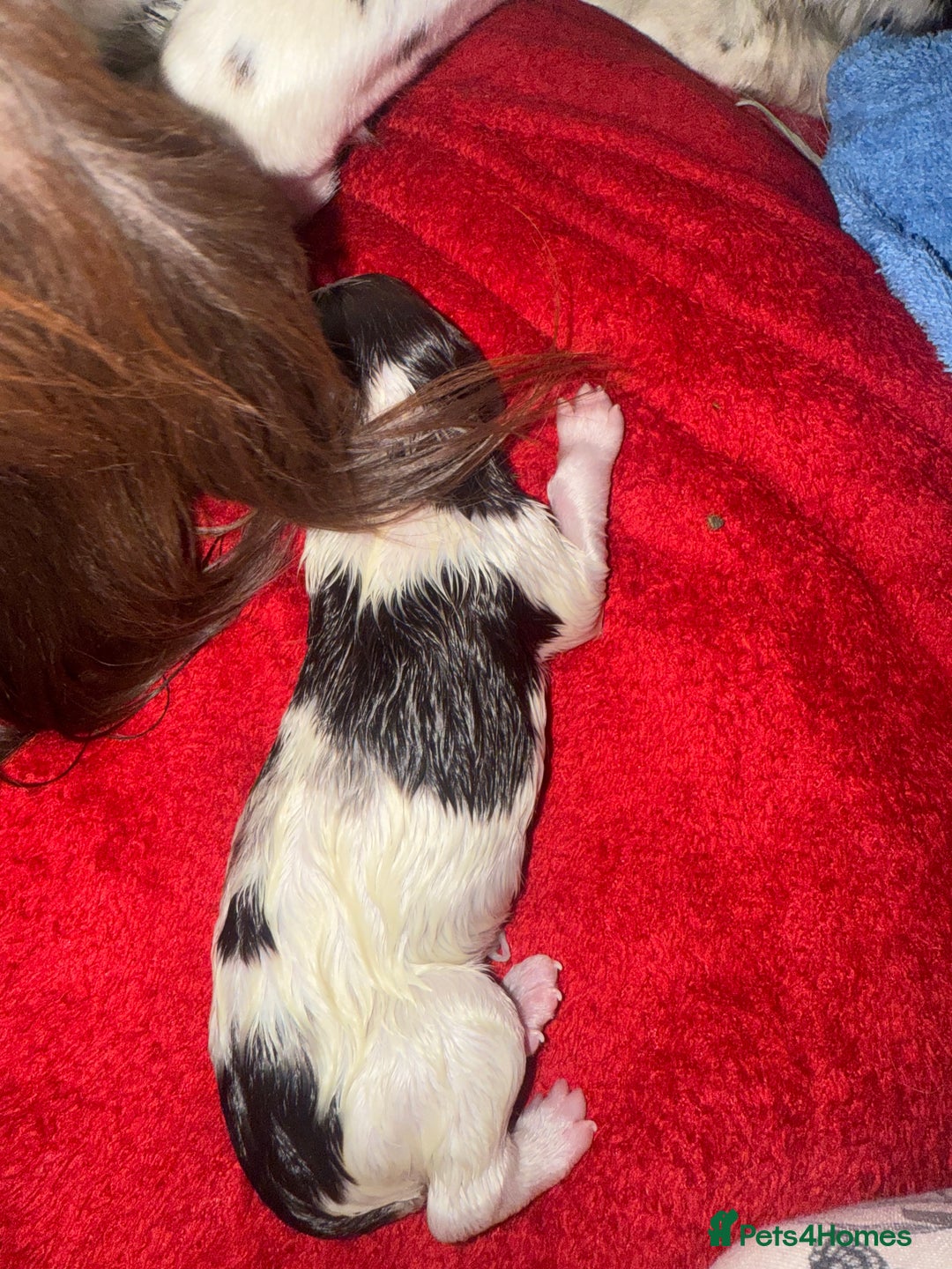 Sprocker dogs for sale: Exceptional F1B Sprocker puppy-male  - Advert 18