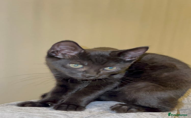 Mixed Breed cats Stunning Female Black Kitten  - Advert 1