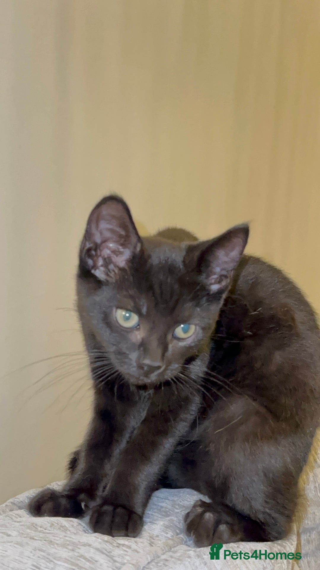 Mixed Breed cats for sale: Stunning Female Black Kitten  - Advert 1