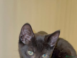Mixed Breed cats Stunning Female Black Kitten - Advert 3
