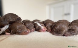 Bordoodle dogs for sale: OUTSTANDING *TRI COLOUR* MINIATURE BORDOODLES - Image 3