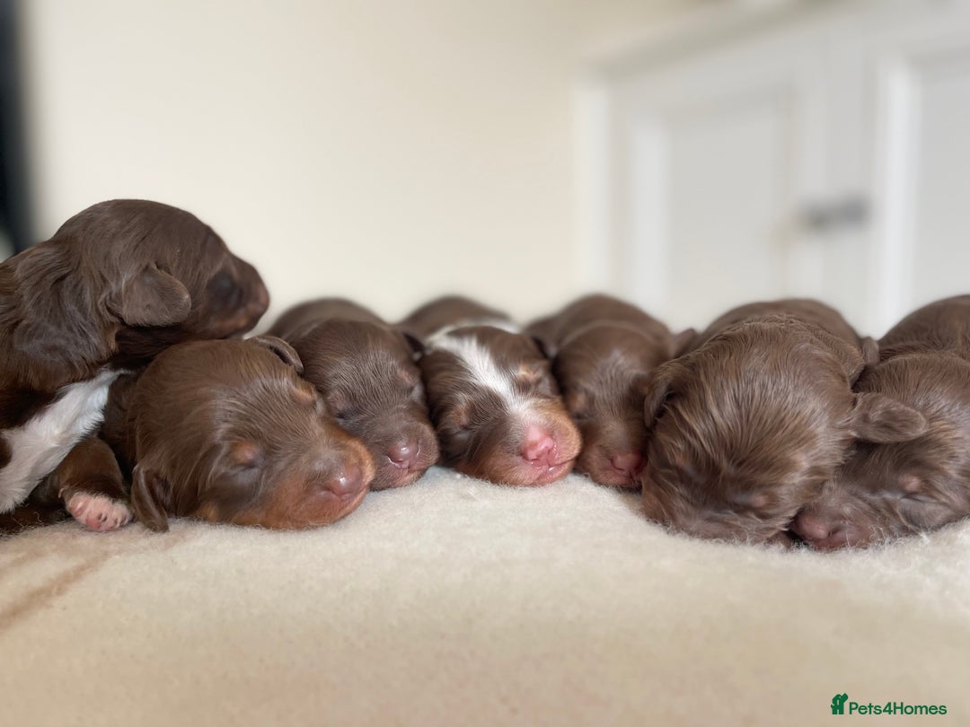 Bordoodle dogs for sale: OUTSTANDING *TRI COLOUR* MINIATURE BORDOODLES - Image 3