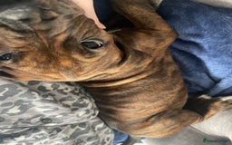 Mixed Breed dogs for sale: 16 week American Bulldog/staff - Advert 10