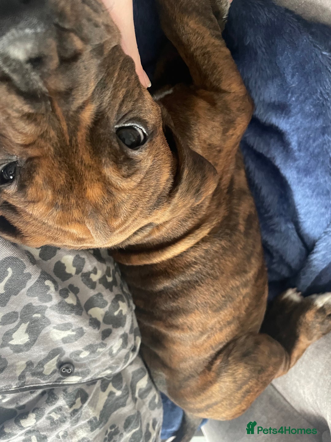 Mixed Breed dogs for sale: 16 week American Bulldog/staff - Advert 10